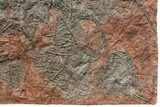 Silurian Fossil Crinoid (Scyphocrinites) Plate - Morocco #148855-4